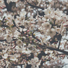 桜～満開～