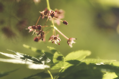 カエデの花