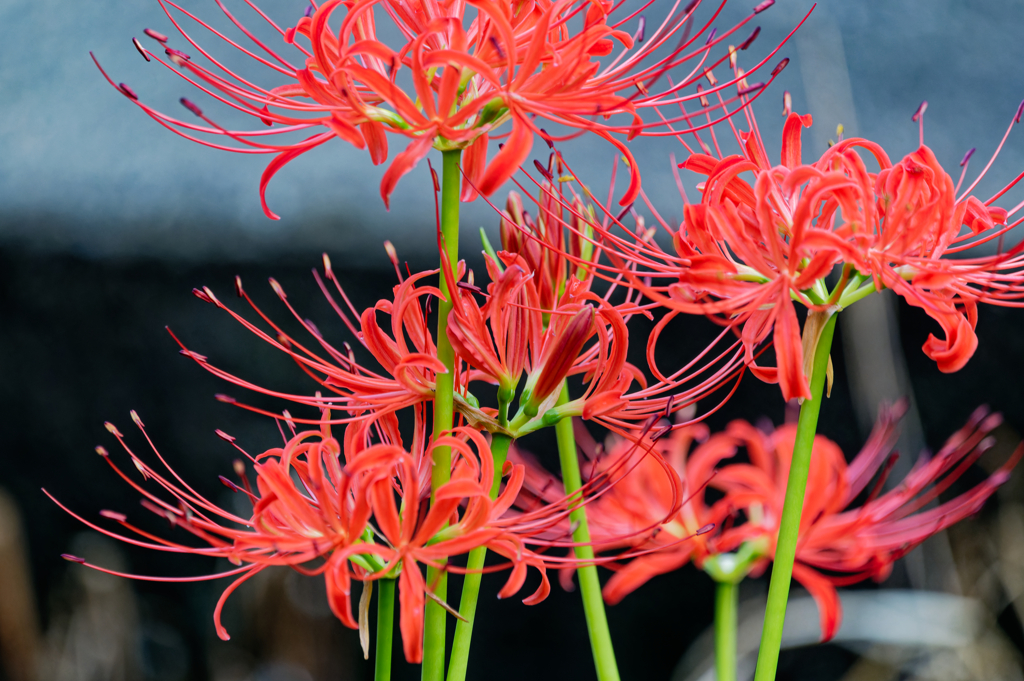 曼殊沙華