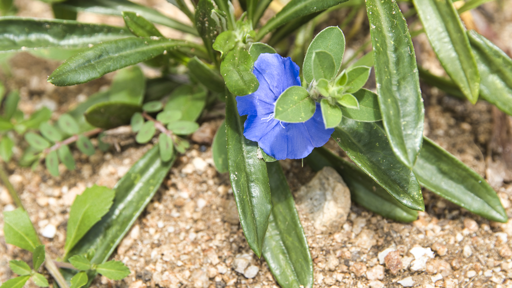 何の花だろう？
