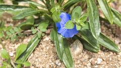 何の花だろう？