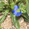 何の花だろう？