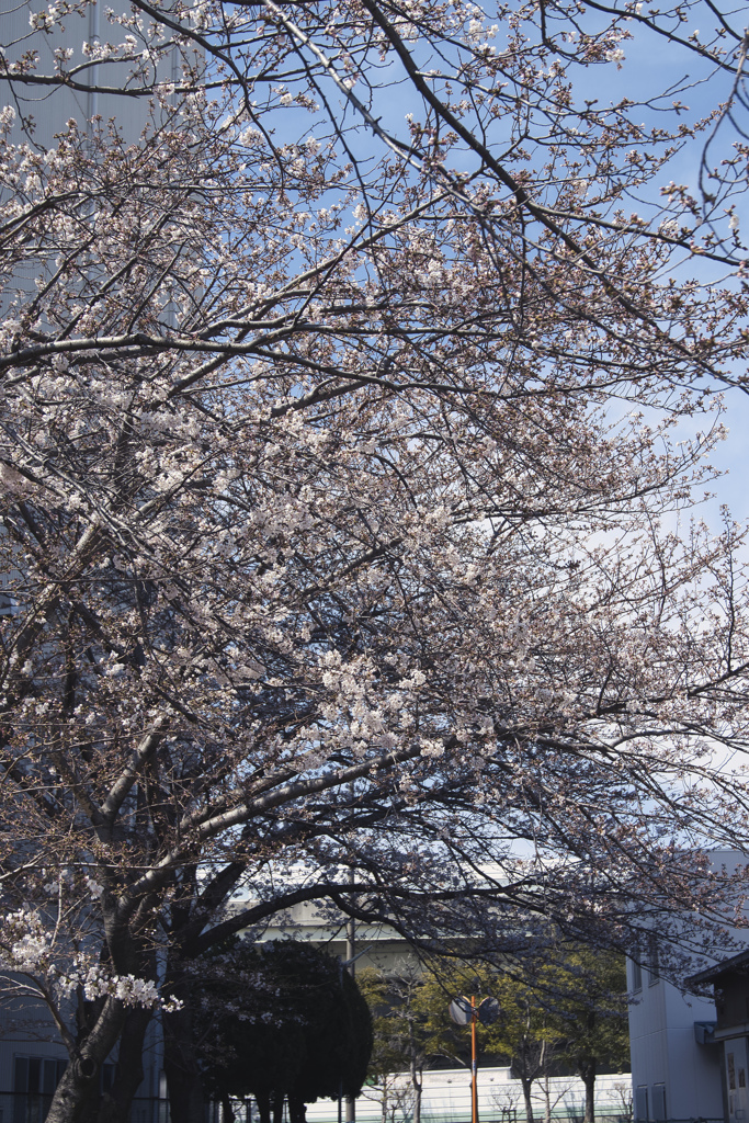 桜