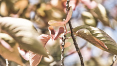 紅葉　桜