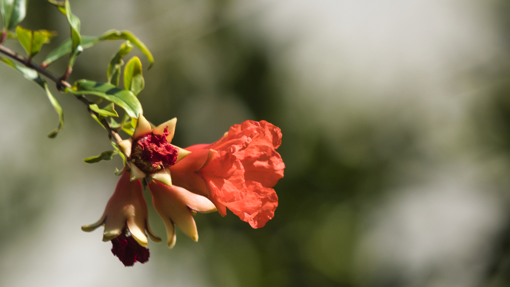 実りの中に花