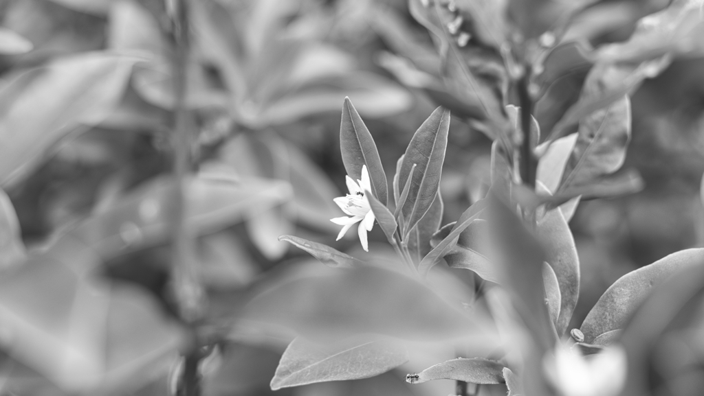 金柑の花