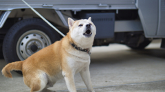 犬