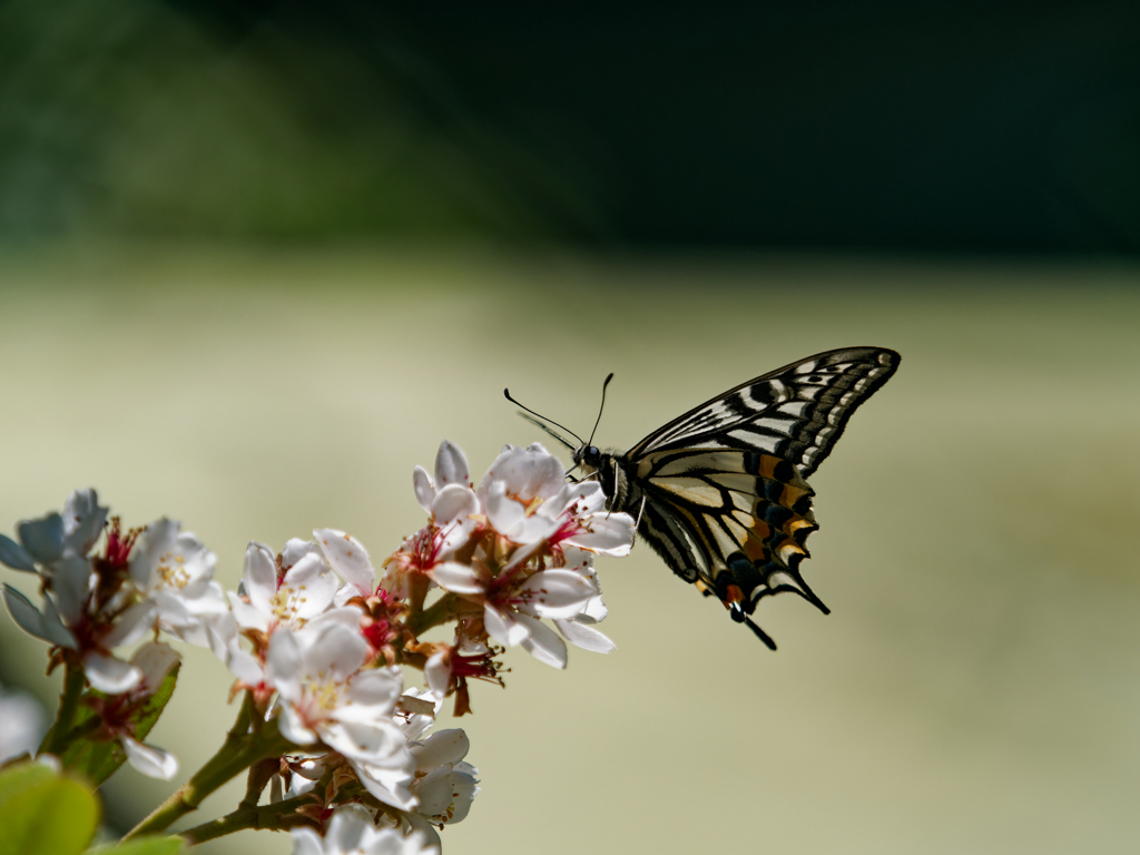 蜜を吸う