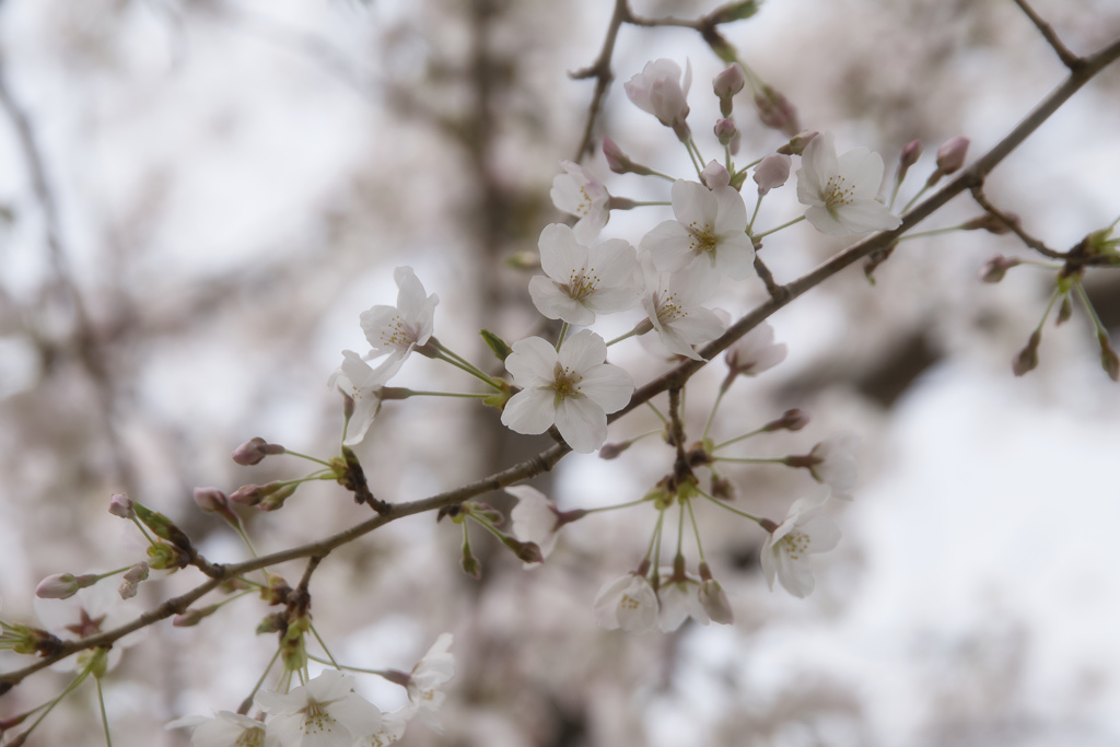桜～満開～