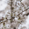 桜～満開～