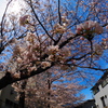 青空に咲く