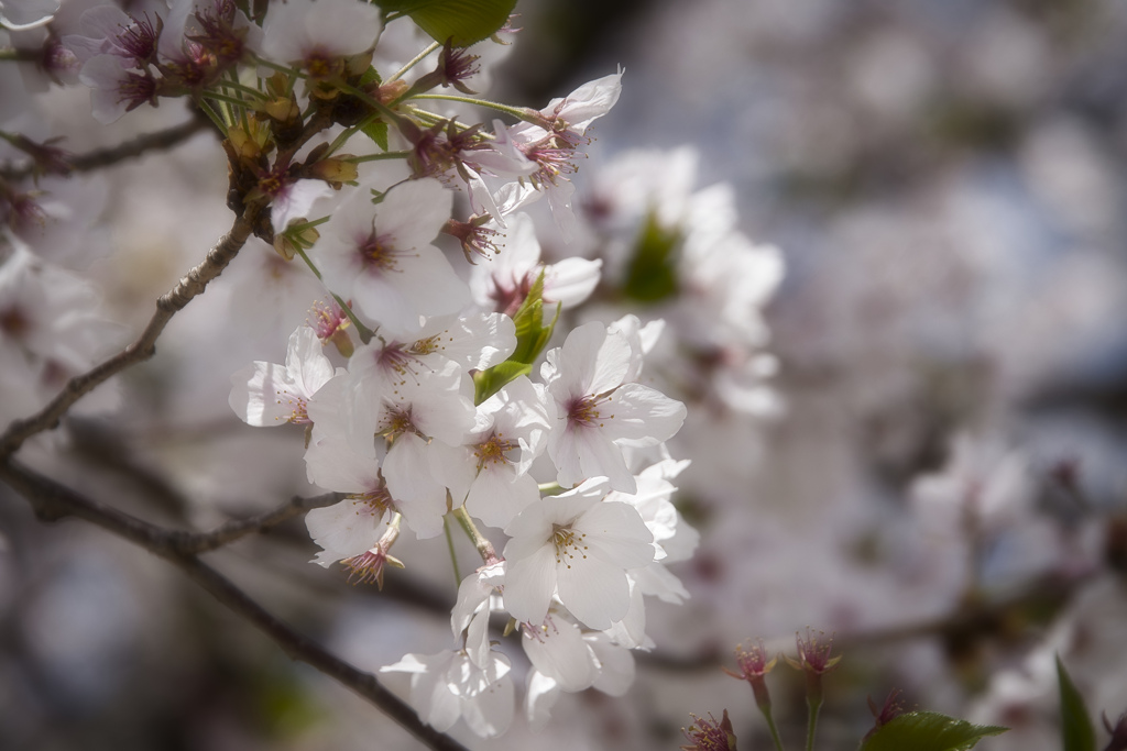 葉桜になりつつ･･････
