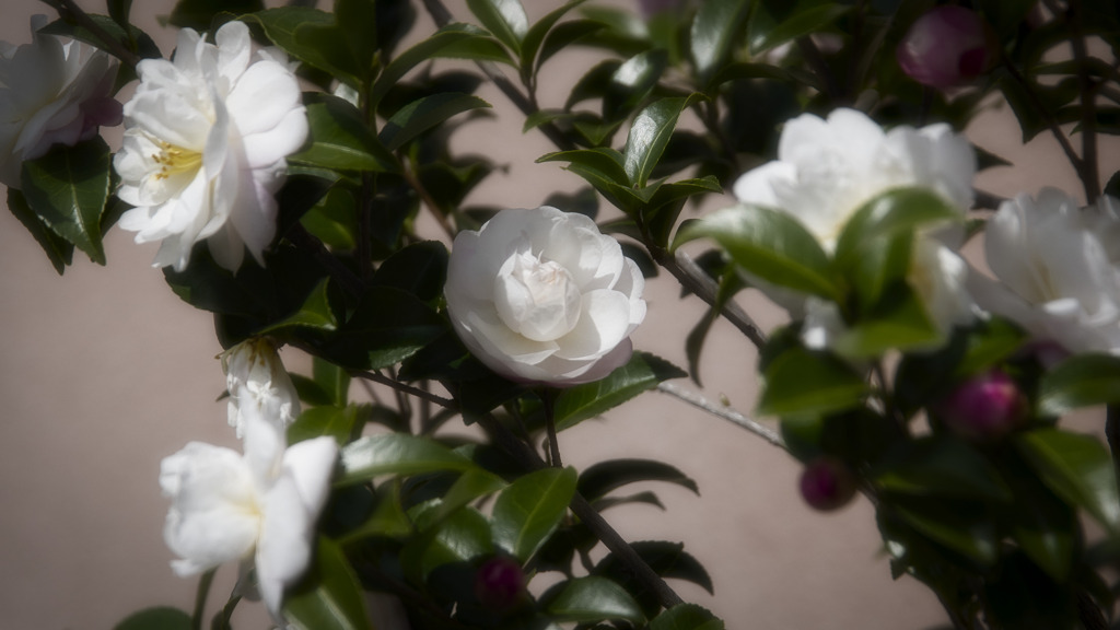 山茶花