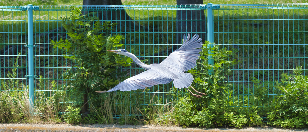 飛んで行く
