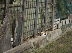 変な奴が来たぞ