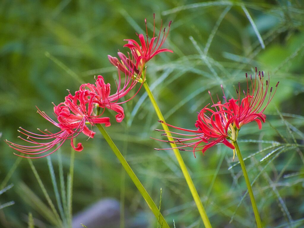 曼珠沙華