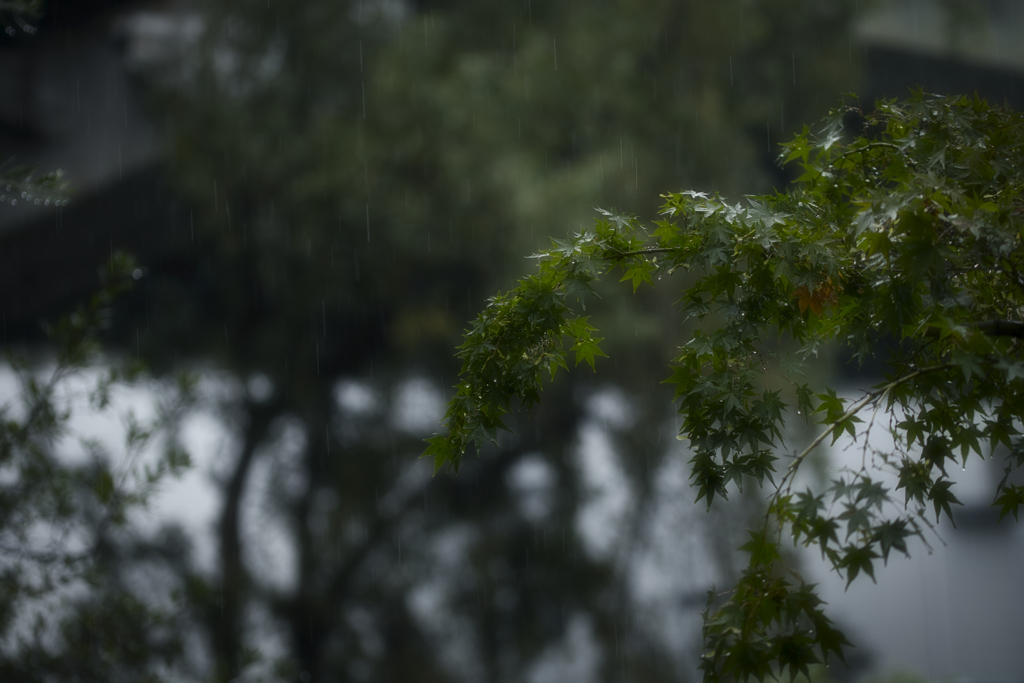 雨の中で