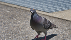 町中の鳥