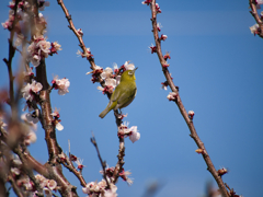 ウメジロウ