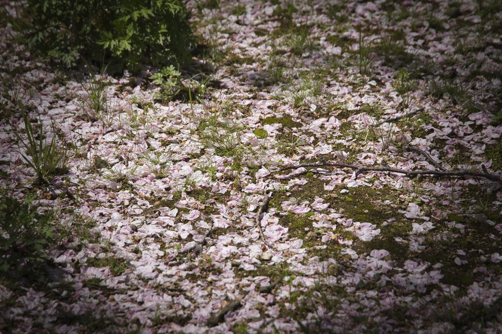 散りし花びら