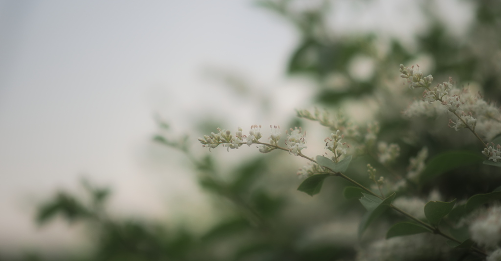 小さき花