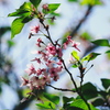 ４月末日　春の忘れ物