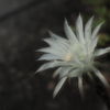 サボテンの花