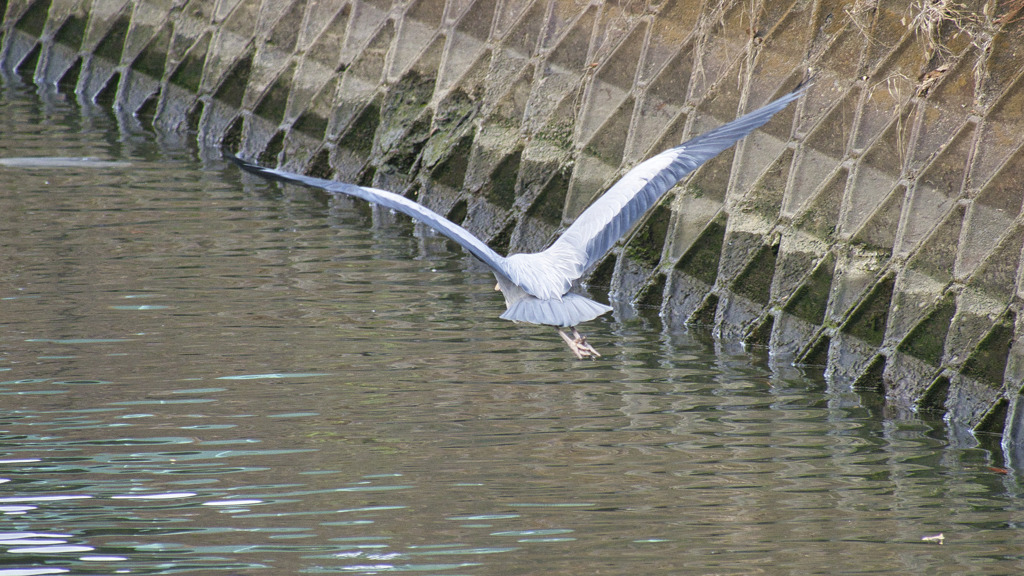 アオサギ