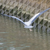 アオサギ