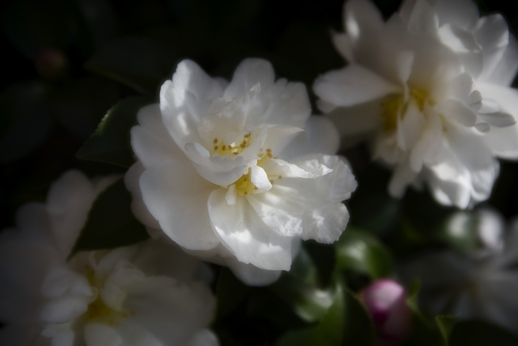 山茶花