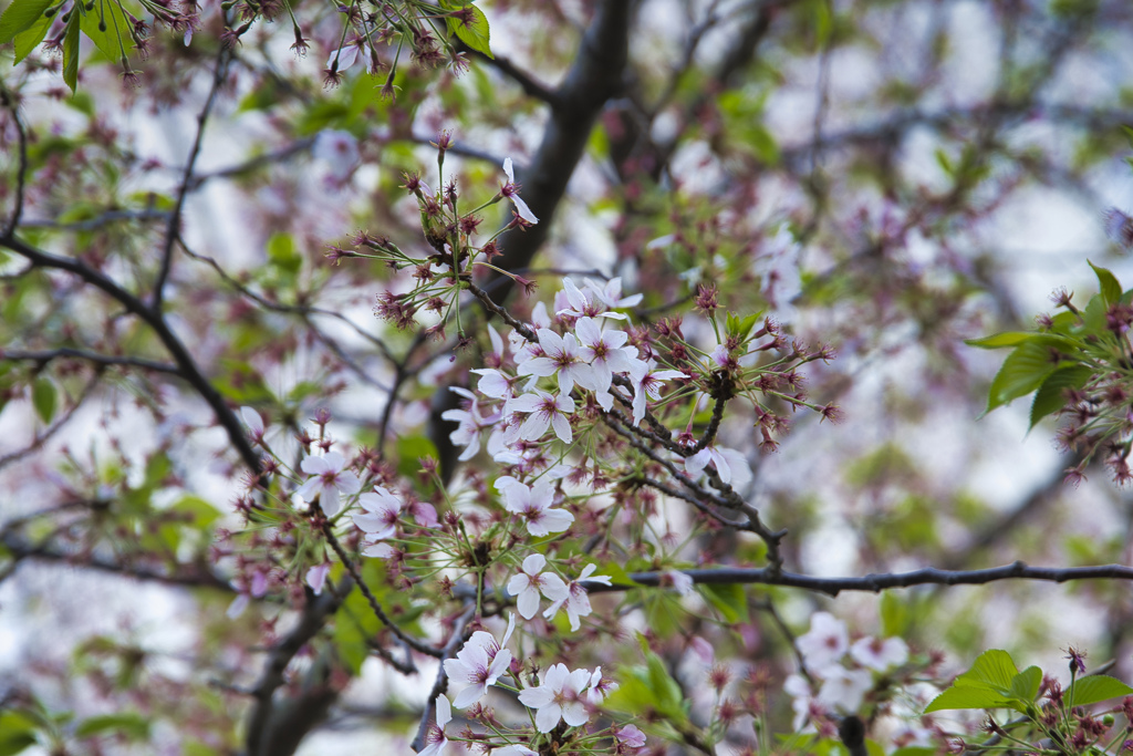 葉桜