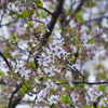 葉桜