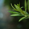 花粉