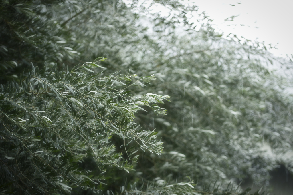 雨の中で