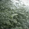 雨の中で