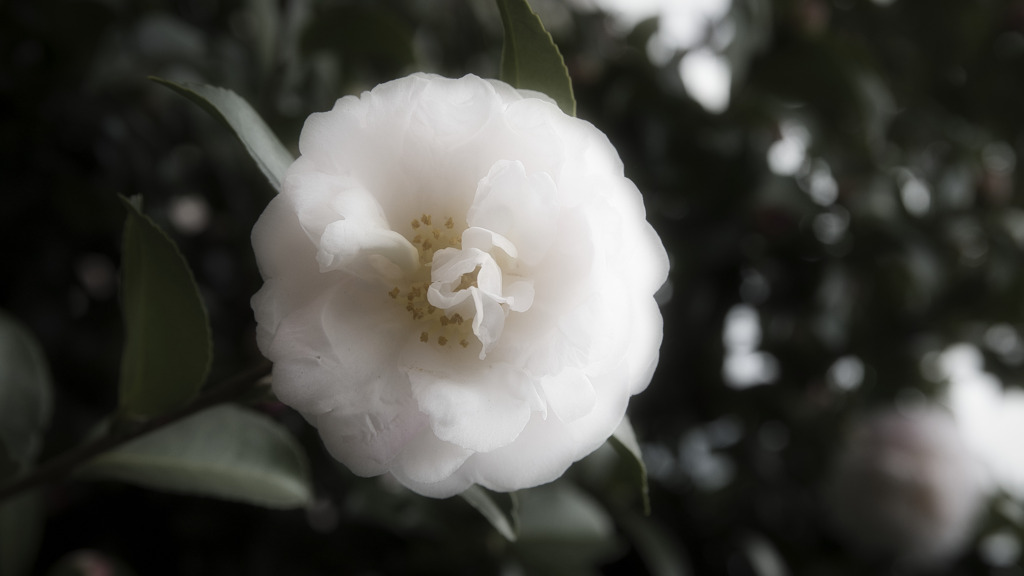 山茶花･･････かな？