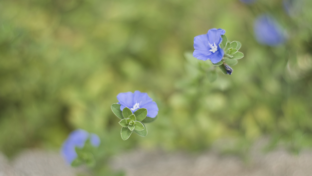 青き花