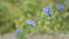 青き花