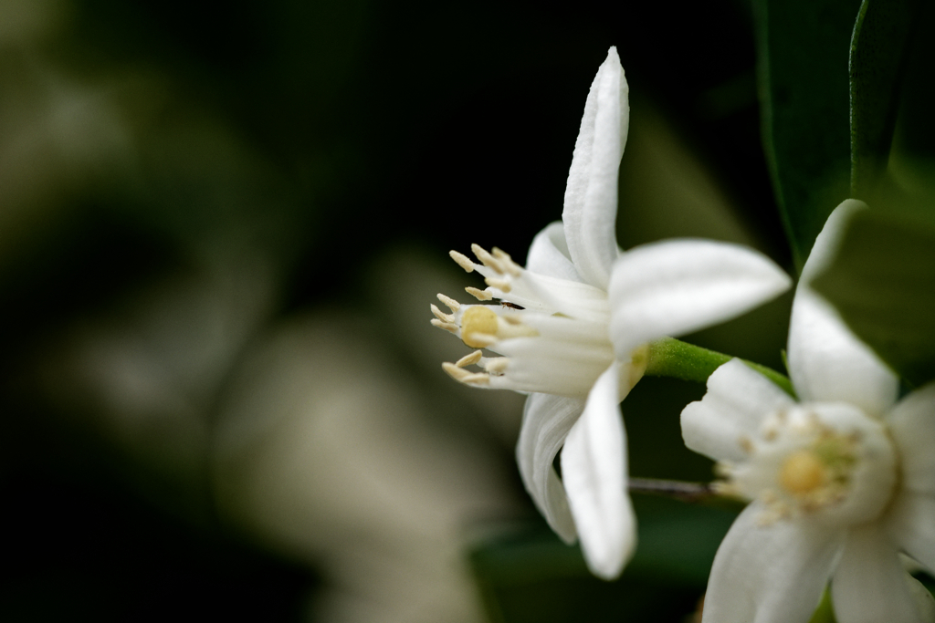 金柑の花