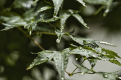 梅雨の止み間に