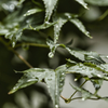 梅雨の止み間に