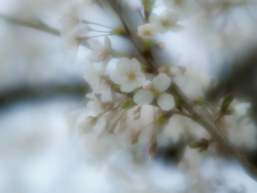 花霞