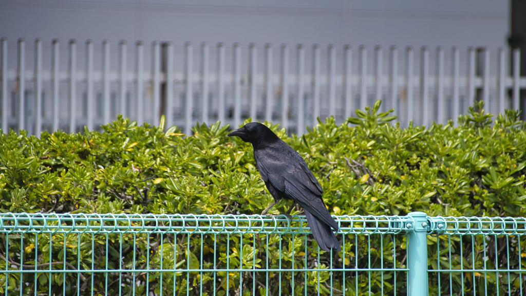 カラス