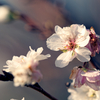 十月桜