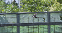 ツバメ