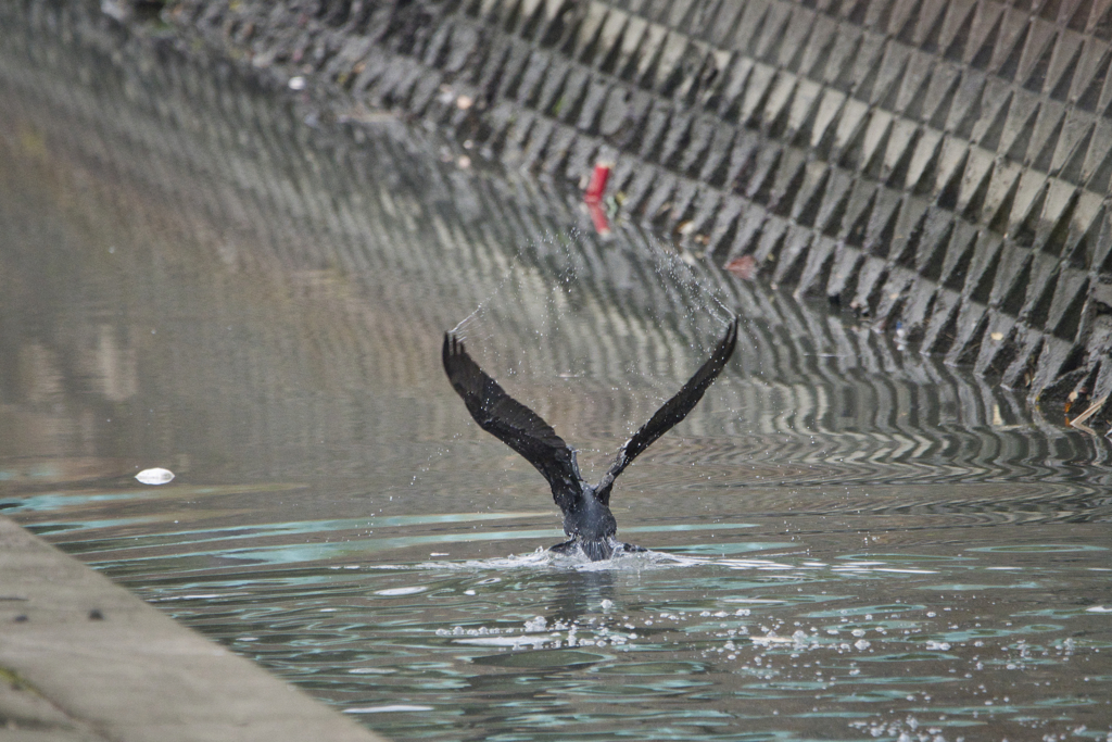 川鵜飛び立つ