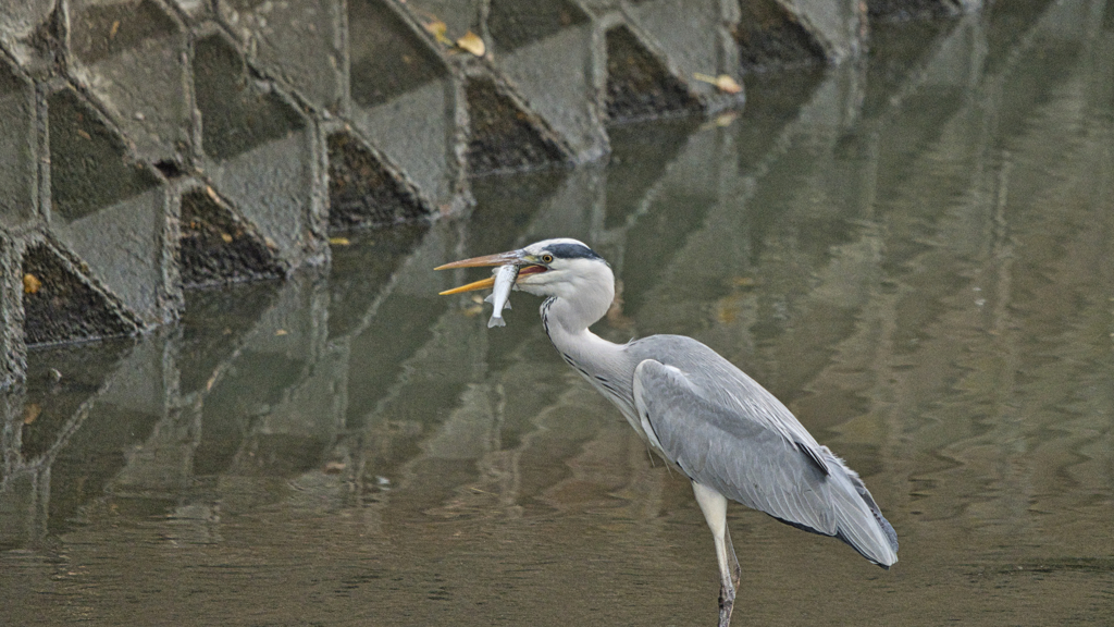 大きなお魚獲れたぞ～