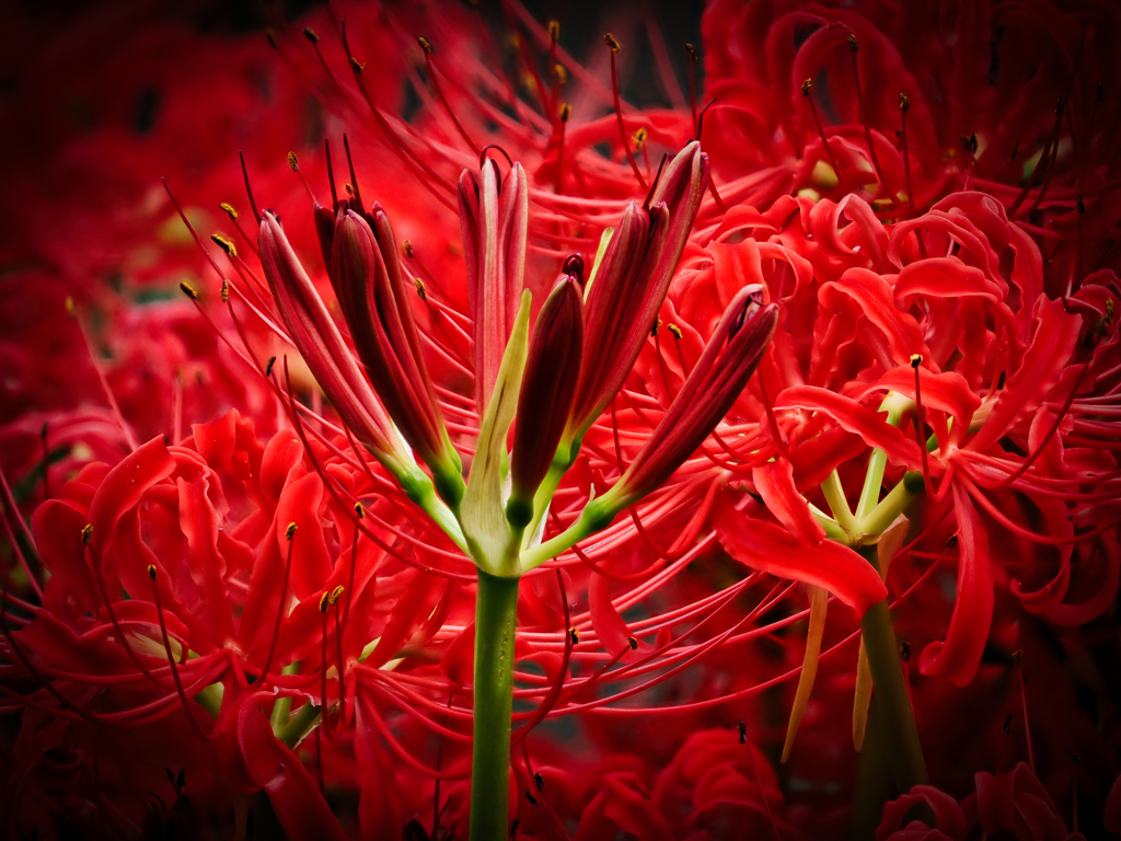 紅