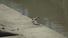 今日の鳥さん