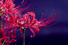 曼殊沙華